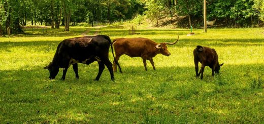 découvrez ce qu'est l'empreinte carbone et son impact sur l'environnement. apprenez comment réduire votre empreinte écologique grâce à des actions concrètes au quotidien.