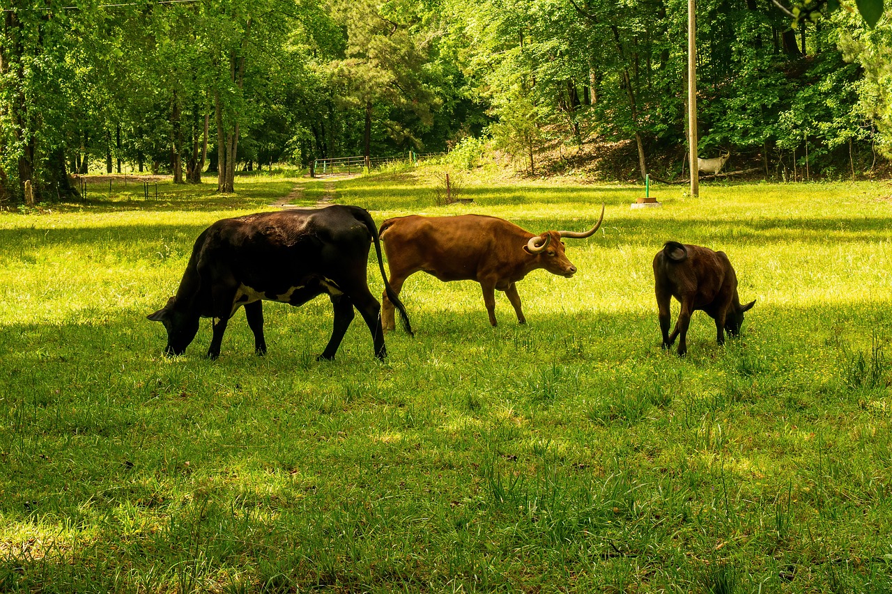 découvrez comment la réduction de votre empreinte carbone peut contribuer à la protection de l'environnement. explorez des solutions pratiques et des conseils pour diminuer votre impact écologique au quotidien.