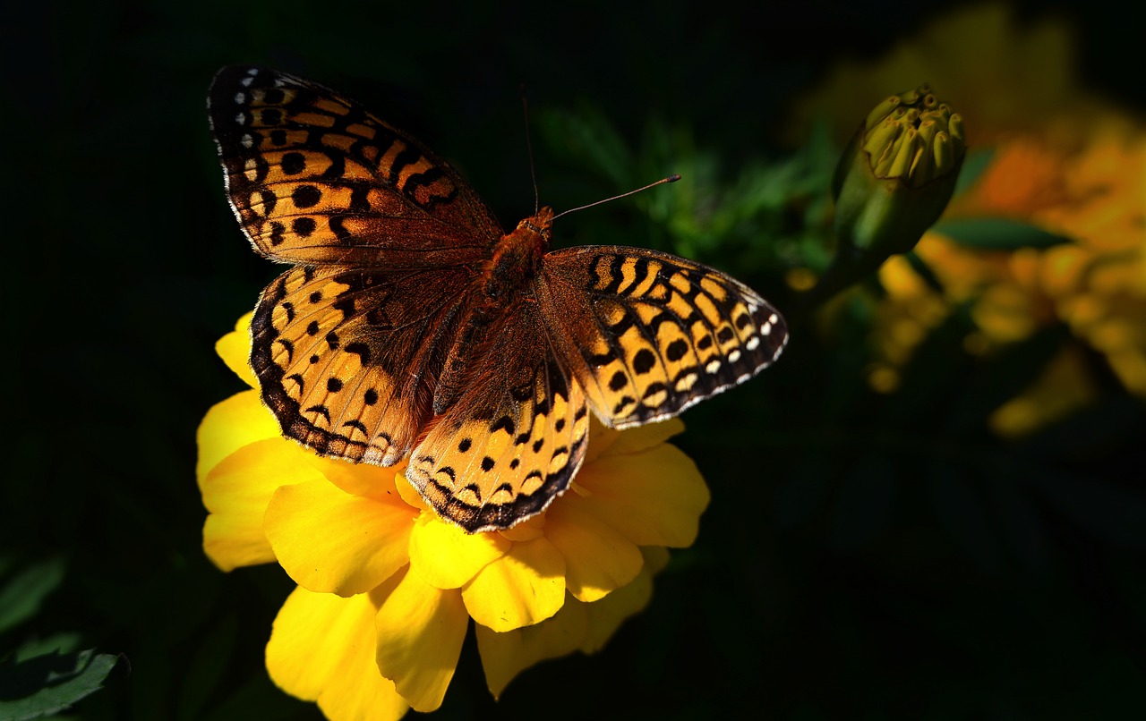 découvrez la richesse et l'importance de la biodiversité, un enjeu crucial pour la planète. apprenez comment la diversité des espèces et des écosystèmes contribue à l'équilibre de notre environnement et à notre bien-être. explorez des solutions pour préserver notre patrimoine naturel.