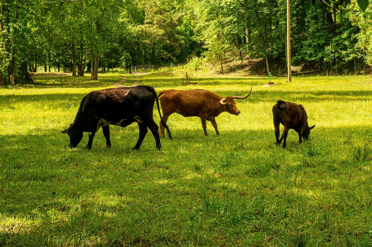 découvrez ce qu'est l'empreinte carbone, son impact sur l'environnement et des conseils pratiques pour réduire votre contribution. informez-vous sur les enjeux écologiques et engagez-vous pour un avenir durable.