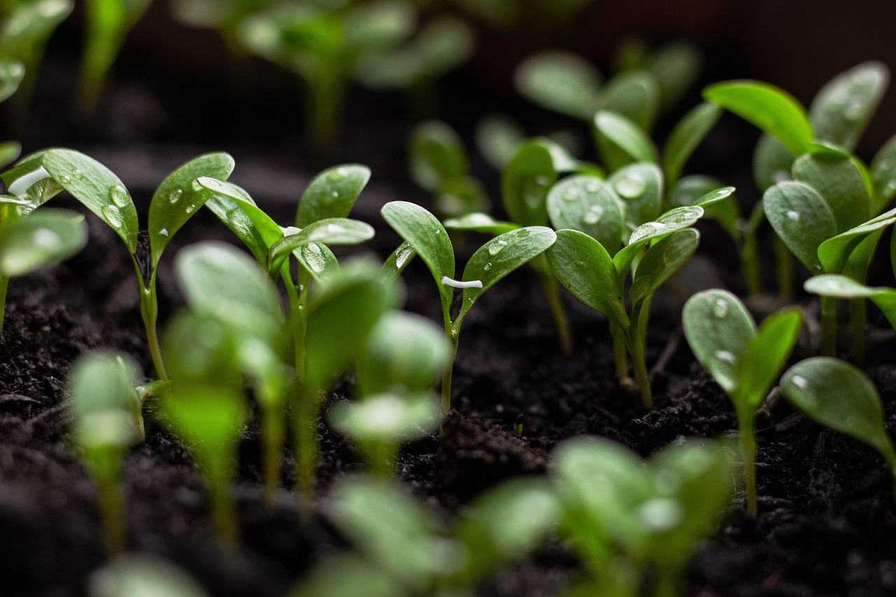 découvrez des solutions durables pour la gestion de l'eau et apprenez comment préserver cette ressource précieuse. explorez des pratiques écologiques et des innovations technologiques pour un avenir respectueux de l'environnement.