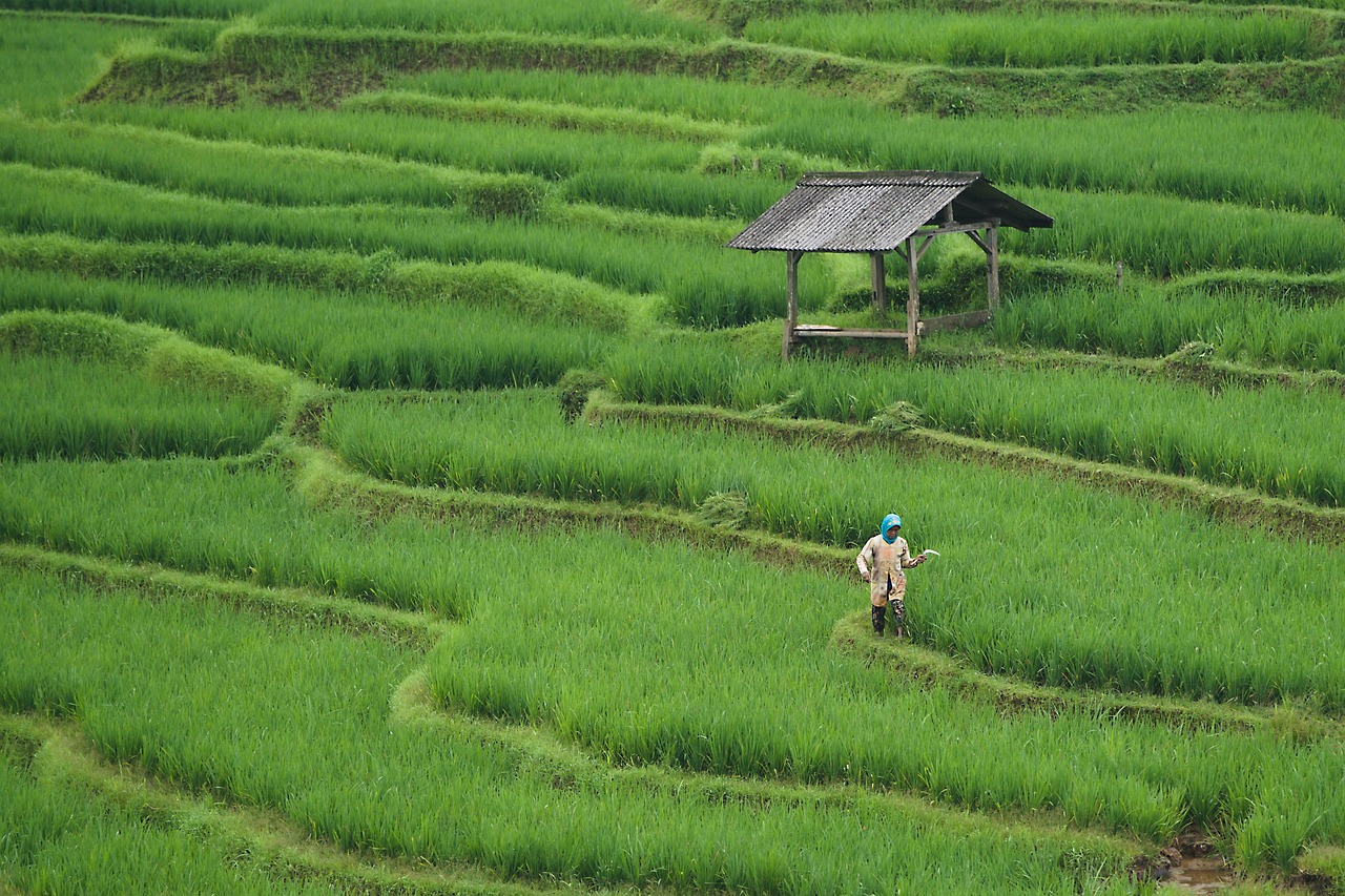 découvrez le monde de l'agriculture : pratiques durables, innovations technologiques et impact sur l'environnement. explorez les différentes cultures, techniques de culture et les enjeux alimentaires d'aujourd'hui.