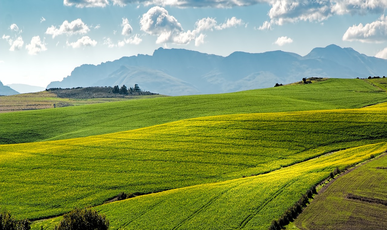 découvrez les dernières tendances et technologies en agriculture, ainsi que des conseils pratiques pour améliorer votre rendement et assurer la durabilité de vos cultures. plongez au cœur des innovations agricoles et des enjeux environnementaux qui façonnent l'avenir de ce secteur essentiel.
