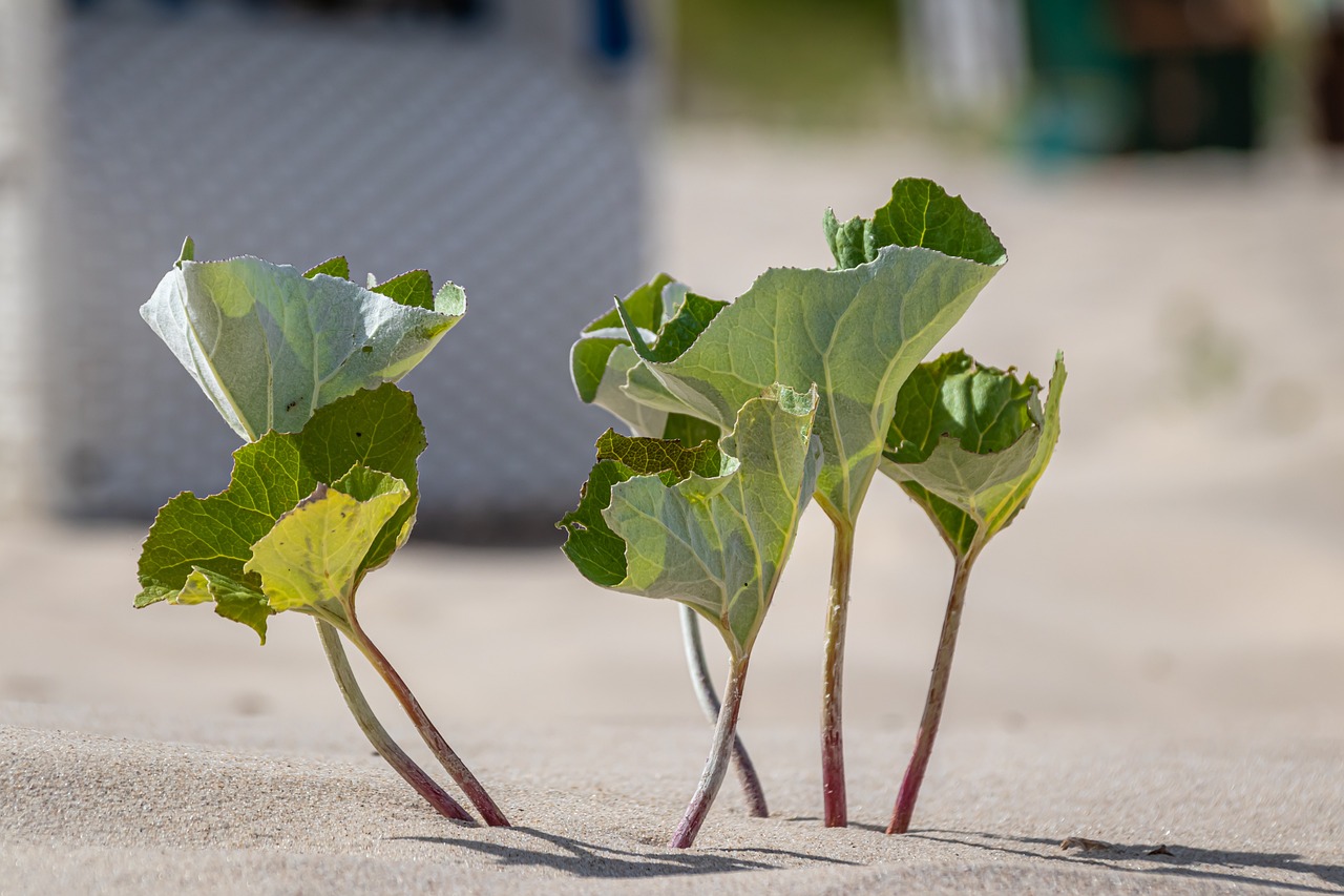 découvrez l'importance des écosystèmes résilients pour la biodiversité et la durabilité de notre planète. apprenez comment ces systèmes naturels s'adaptent et prospèrent face aux changements climatiques et aux menaces environnementales.